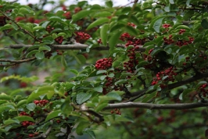 Chongqing Hechuan Dried Sichuan Pepper - Freshness Preservation Warehouse